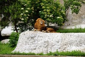 lion on a big white stone in the park