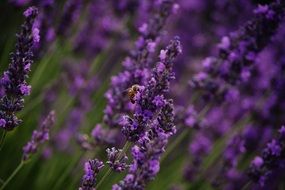 bee on lavender field