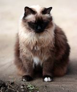 Beautiful and colorful Siamese cat