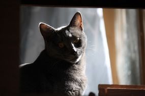 Portrait of gray kitten in the house