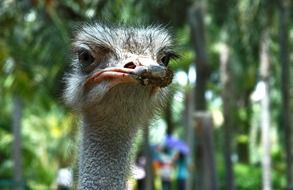 funny portrait of an ostrich