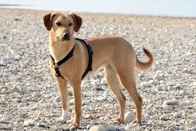 young dog standing on the beach