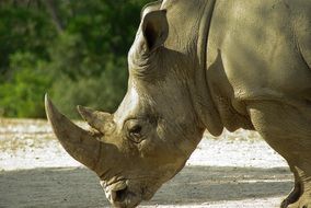 rhino closeup