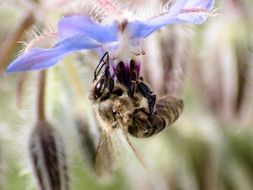 Closeup photo of bee siting on a flower