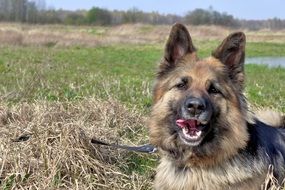 german shepherd dog with fangs on a leash