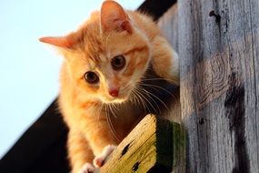 curious young red kitten on the wooden wall