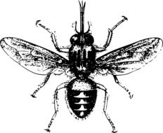 Clipart,picture of 
