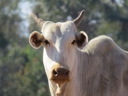unmatched Cattle