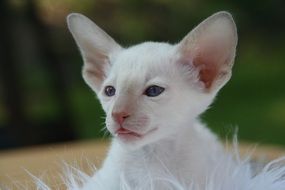 beautiful and amazing Siamese Cat