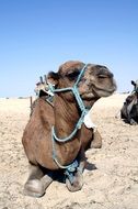 camel resting in the desert