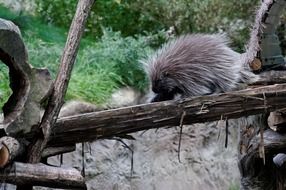 Porcupines Porcupine Log