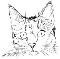 cat face drawing
