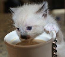 Siamese kitten drinking from a Cup