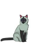 Siamese Cat drawing