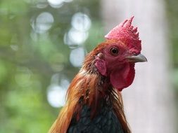 cute cock on the farm