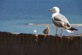 seagull with chick