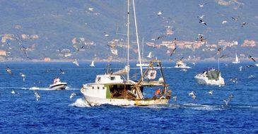 birds fly near fishing boats