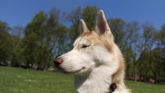 Husky looks into the distance