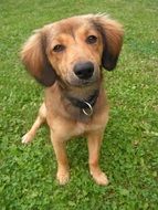 Brown hybrid Dog