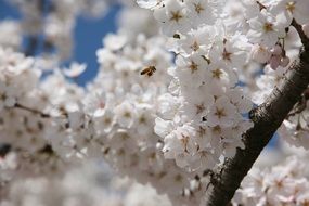cherry blossoms in April close-up on blurred background
