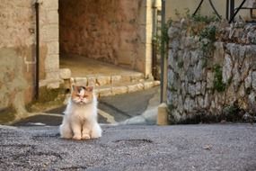 charming Grumpy Cat