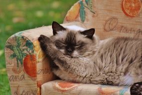 domestic cat sleeping outdoor