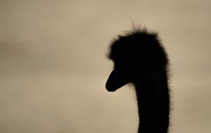 ostrich head silhouette at dusk