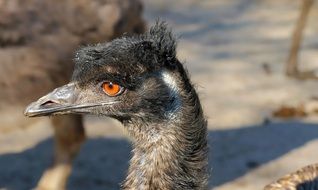 Emu Flightless