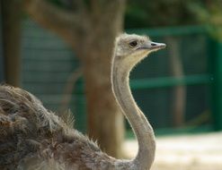 Picture of ostrich Bird close-up on blurred background