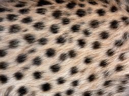 Cheetahâs fur texture, animal print, background