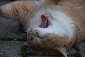 nice Cat Tired Yawn close-up