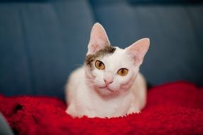 Cute cat is lying on the sofa