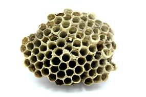 wasp nest