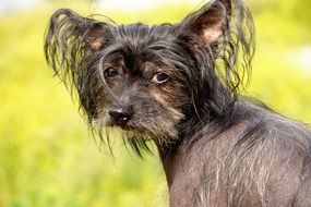 portrait of a Chinese crested dog among nature