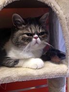 Grumpy mackerel Cat portrait