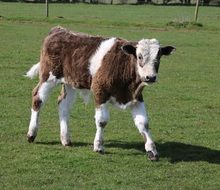 cute farm calf