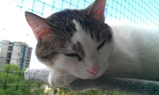 Portrait of spotted domestic cat sleeps near the bars