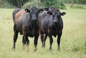black bulls in a green meadow