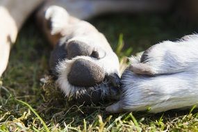 paws of a white dog close up