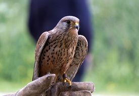 Falcon Bird on a blurred background