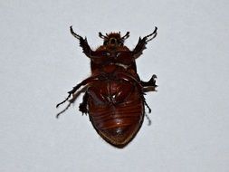 Beetle Macro photo