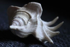 nice spiral seashell in white color