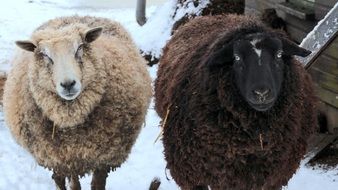 black and white sheep stand in the snow