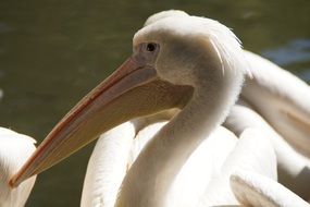 proud white Pelikan head Portrait