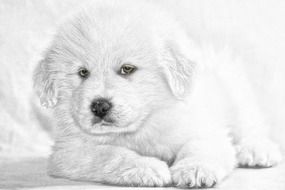 delectable Puppy white Dog