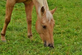 grazing horse in paddock
