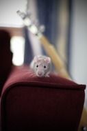 cute little domestic mouse