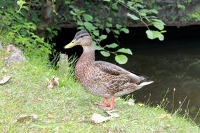 duck on the river bank on autumn leaves