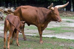 calf sucks milk