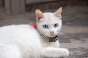 white cat with blue eyes close up